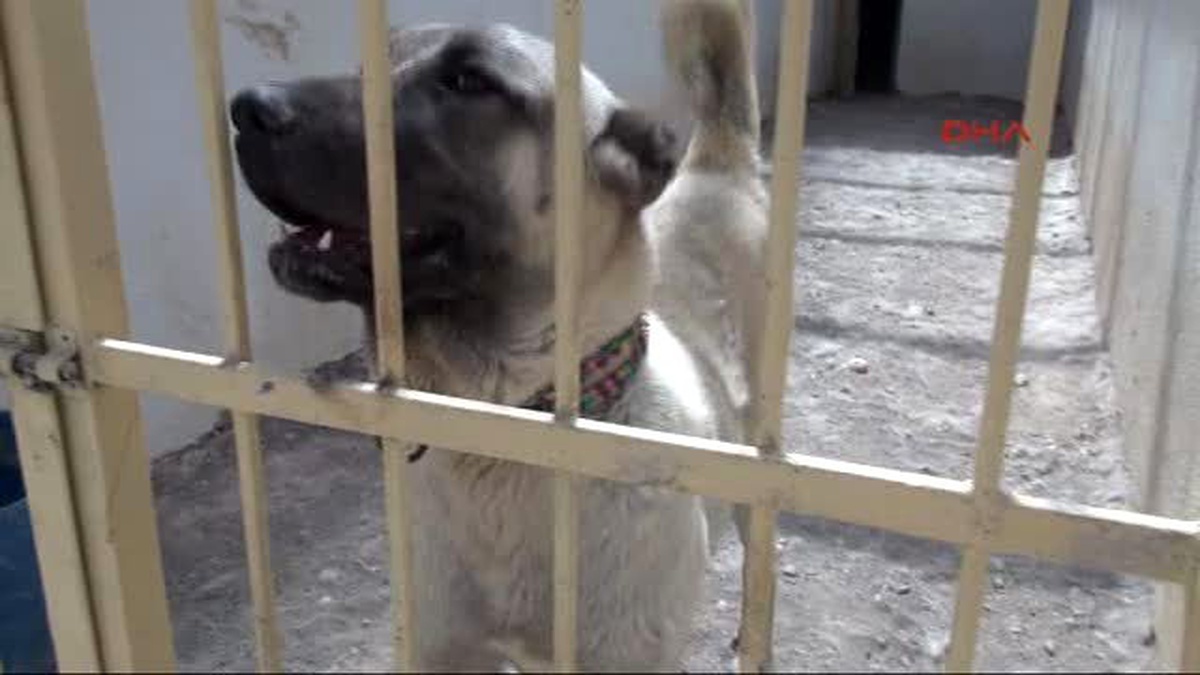 Sivas Mevsimsel Değişiklikler Kangal Köpeklerini Olumsuz Etkiledi