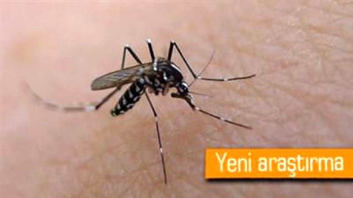 Sivrisinekler Avlarını 50 Metreden Seçiyor