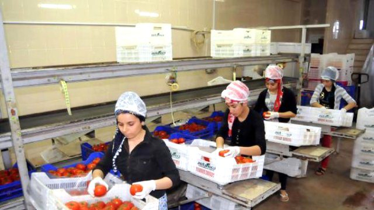 Yayla Sezonu Başladı, Domatesin Fiyatı Arttı