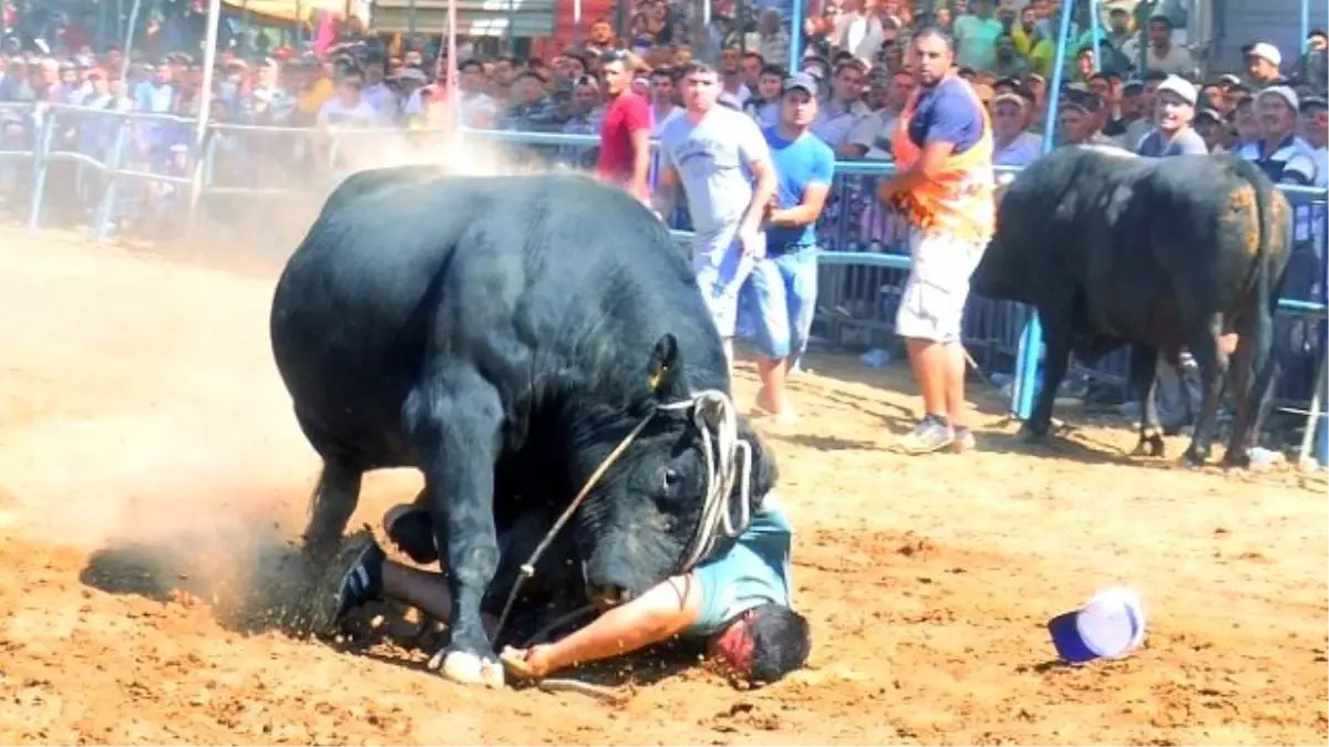Güreşe Getirilen Boğa Sahibini Hastanelik Etti
