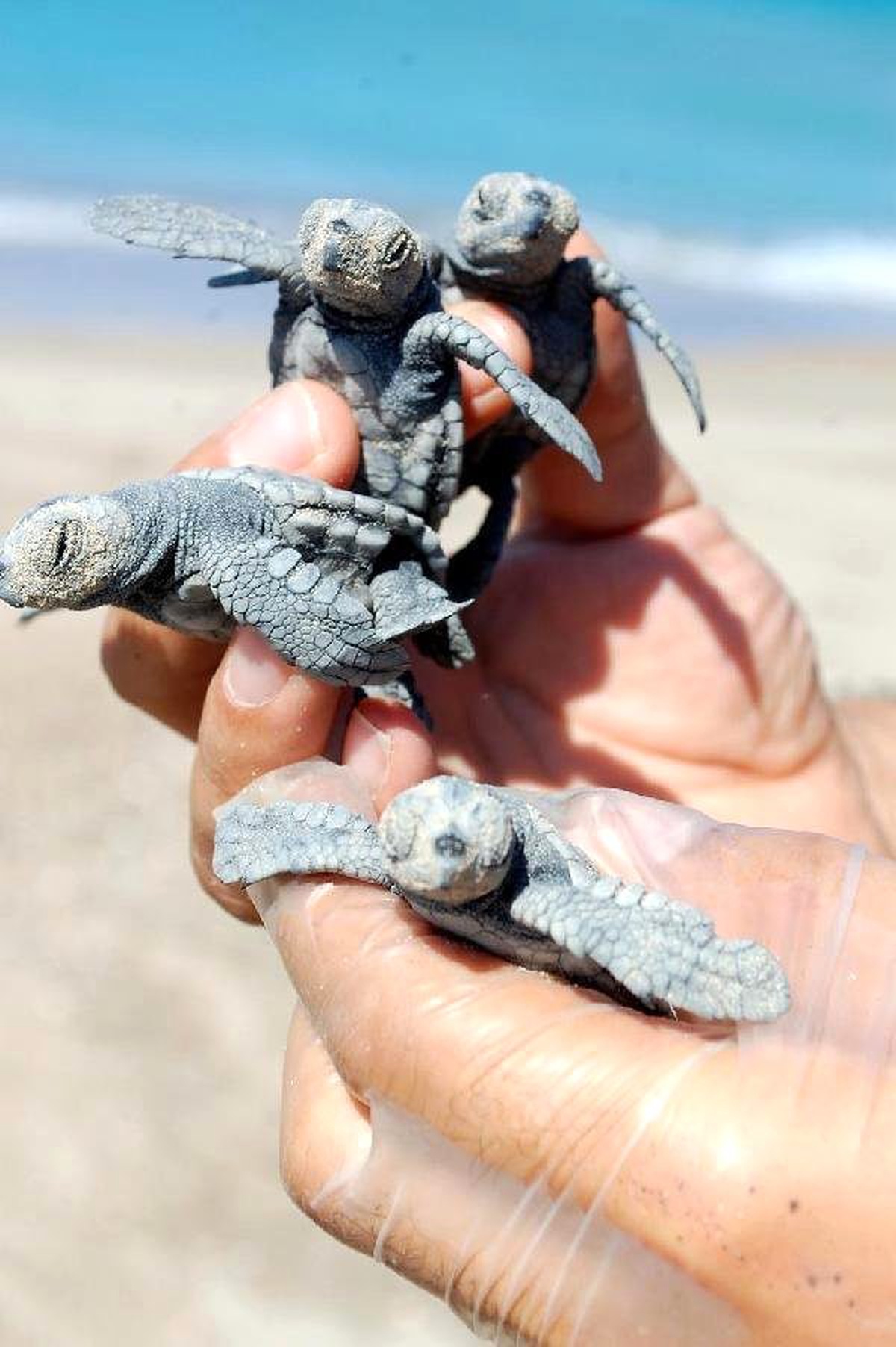Caretta Caretta\'lar Yumurtadan Çıkmaya Başladı
