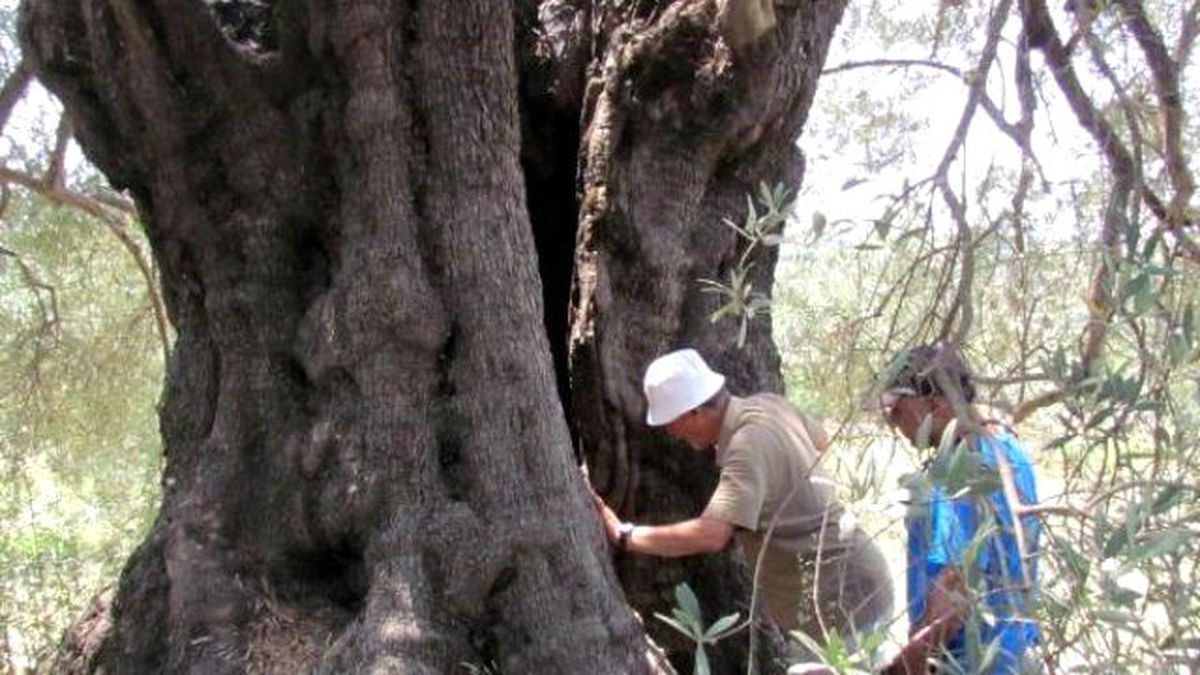 Doğa Dostları Anıt Ağaçların Korunması İçin Harekete Geçti