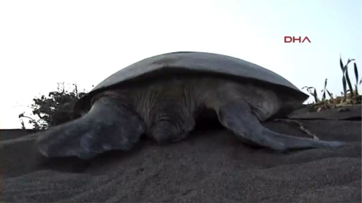 Mersin Caretta Caretta'lar Yumurtadan Çıkmaya Başladı