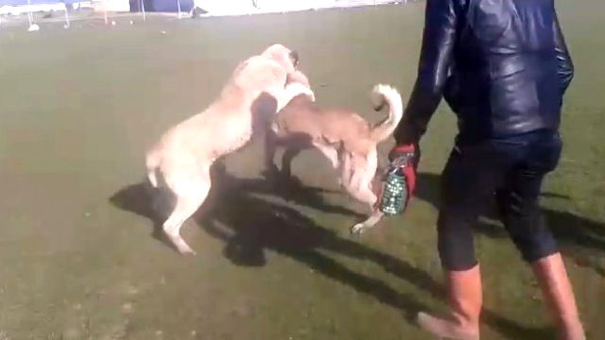 Bahis Üzerine Köpek Dövüştürme Dehşeti