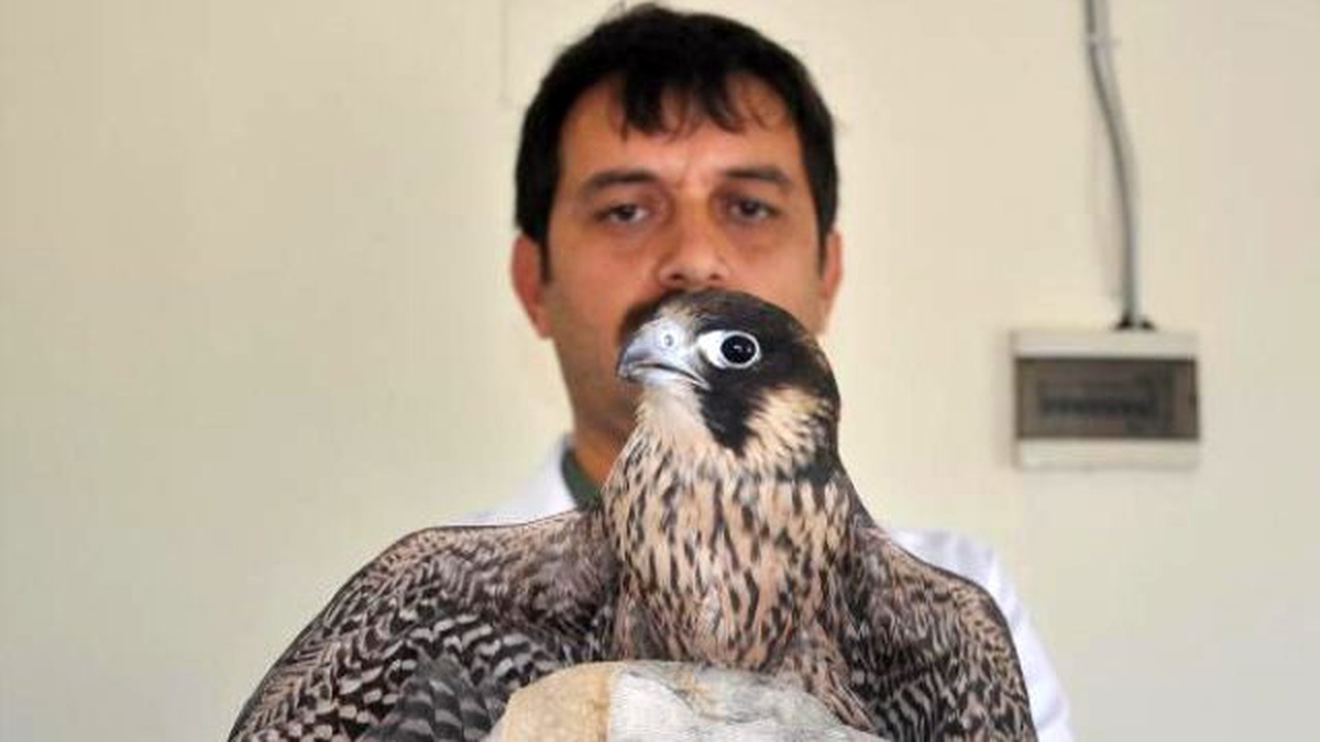 Yaralı Bulunan Doğan, Tedavi Altına Alındı