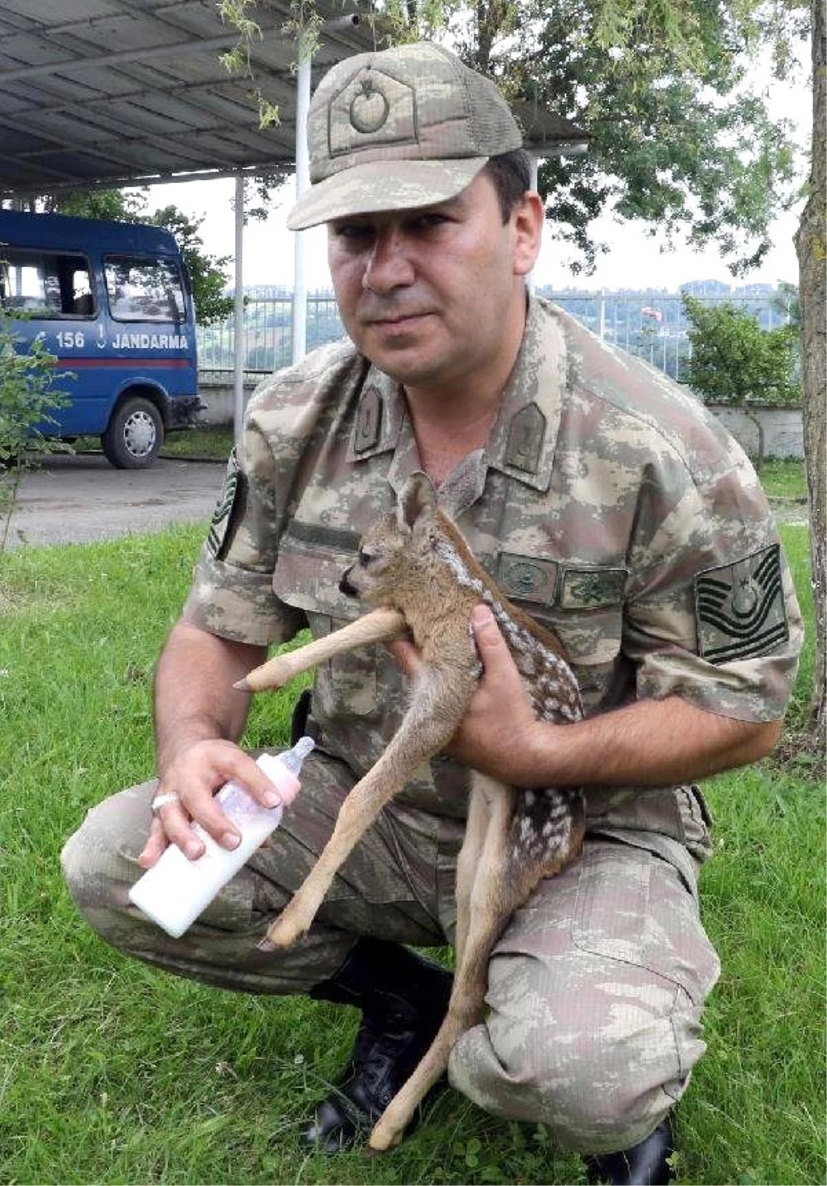 2 Haftalık Yavru Karaca Yaralı Olarak Bulundu