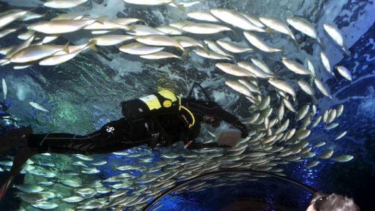 Aquavega Akvaryum\'u Bayramda 10 Bin Kişi Ziyaret Etti