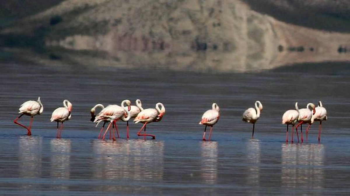 Erçek\'te Flamingoların Görsel Şöleni Başladı