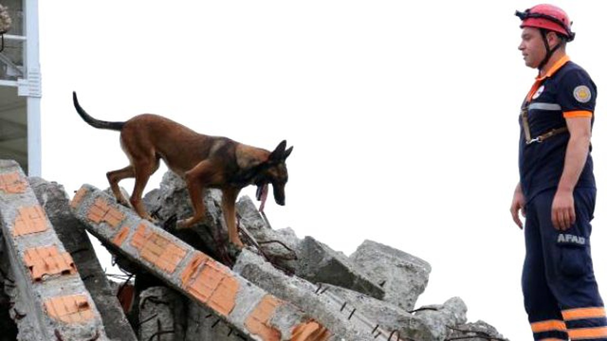 Bu Köpekler, Enkaz Altındaki Canlıyı 3- 7 Dakika İçinde Buluyor