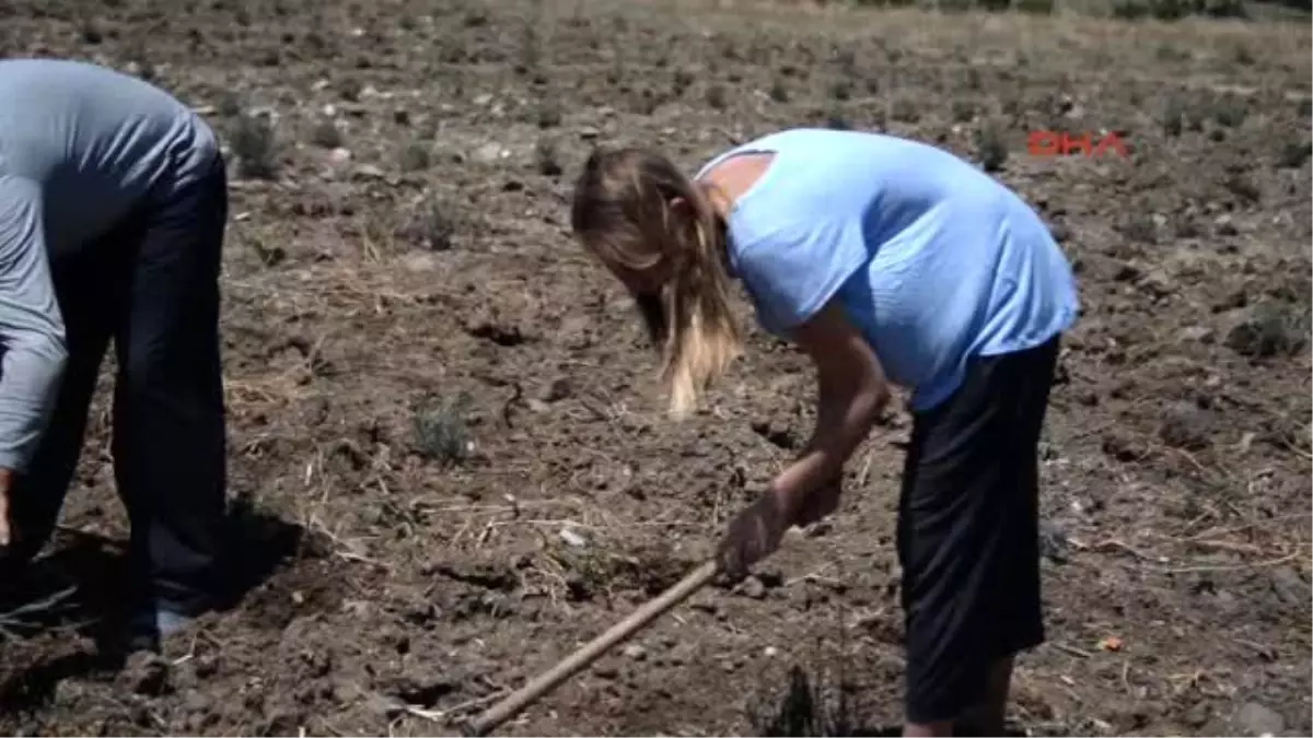 Burdur ve Salda Göllerini Kurtaracak Lavantalar Açtı