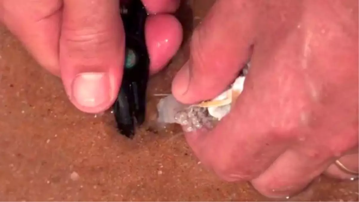 Dev Solucanı Kumun İçinden Çıkardı