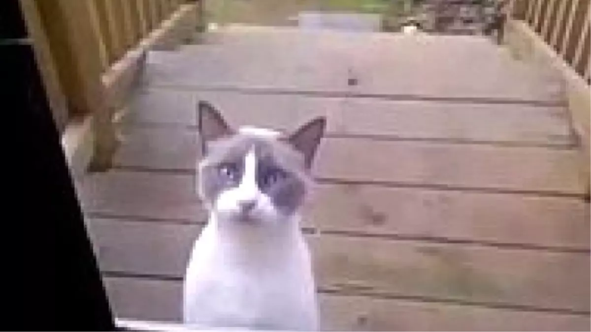 Eve Giremediği İçin Sahibine Atarlanan Kedi