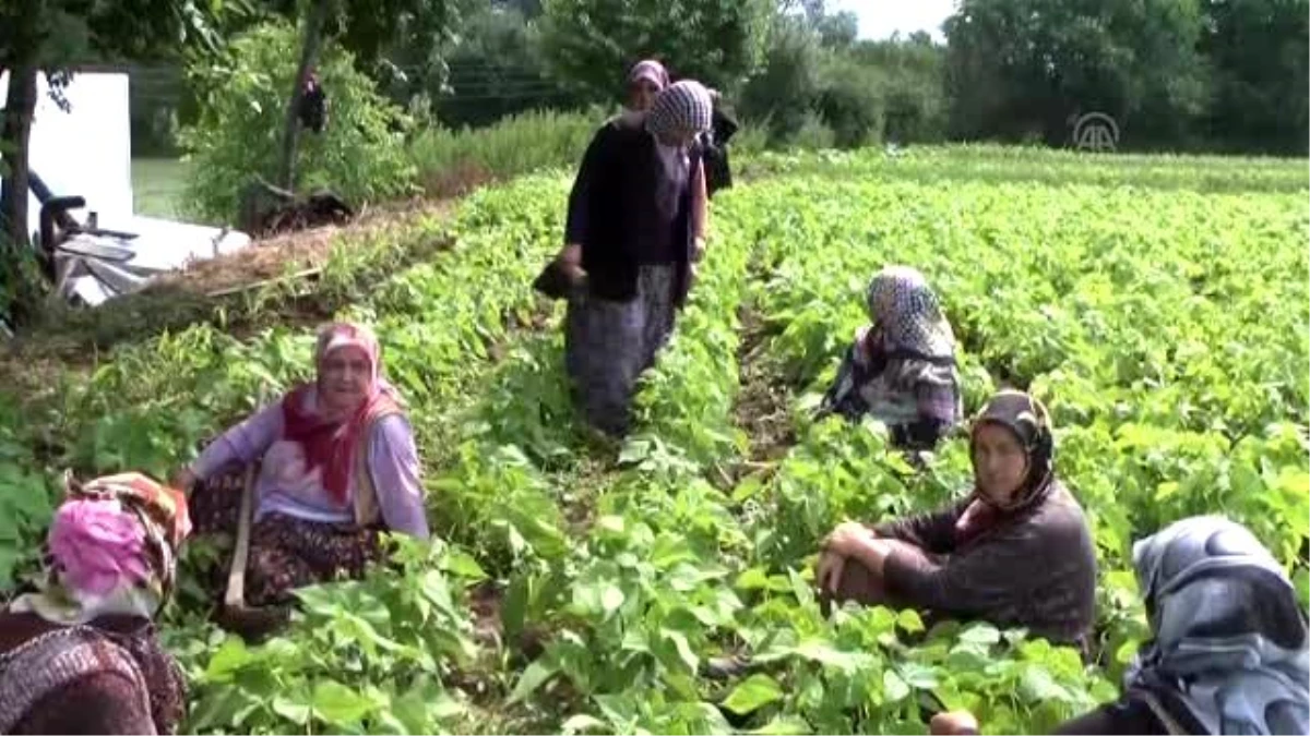 Hem Tarlada Hem Sanat Atölyesinde Çalışıyorlar