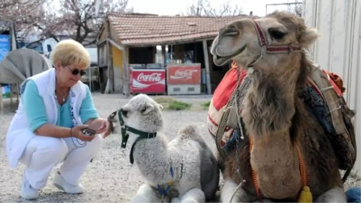 Kapadokya\'da Turistlerin Yeni Eğlencesi Deve Turları