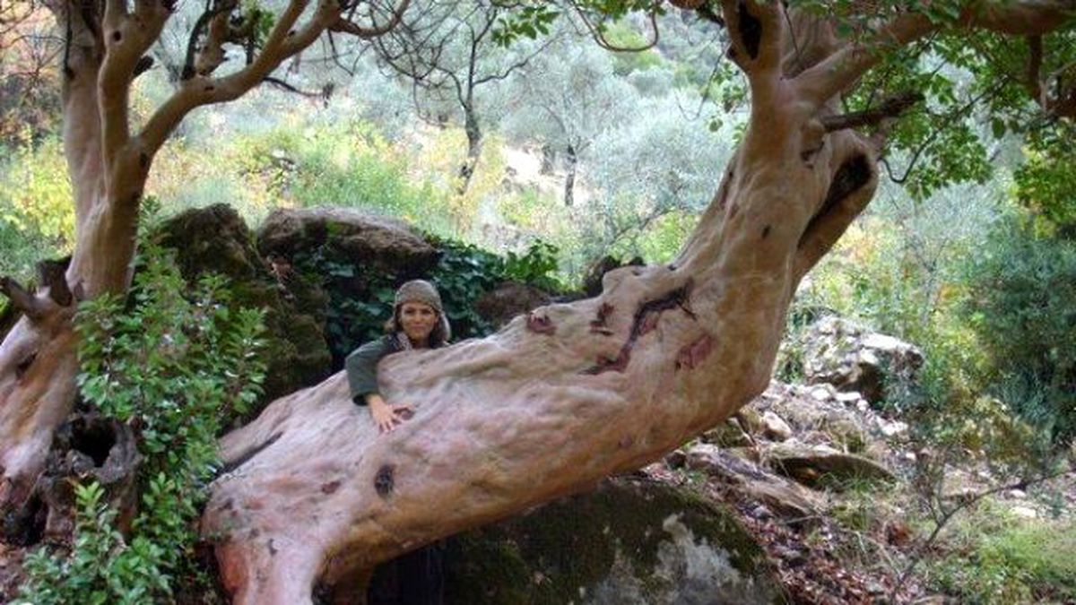 Kuşadası'ndaki 16 Ağacın Koruma Altına Alınması İsteniyor