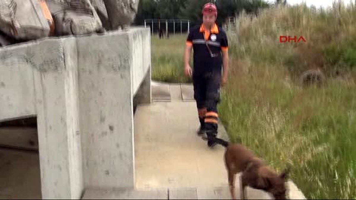 Samsun Bu Köpekler, Enkaz Altındaki Canlıyı 3- 7 Dakika İçinde Buluyor
