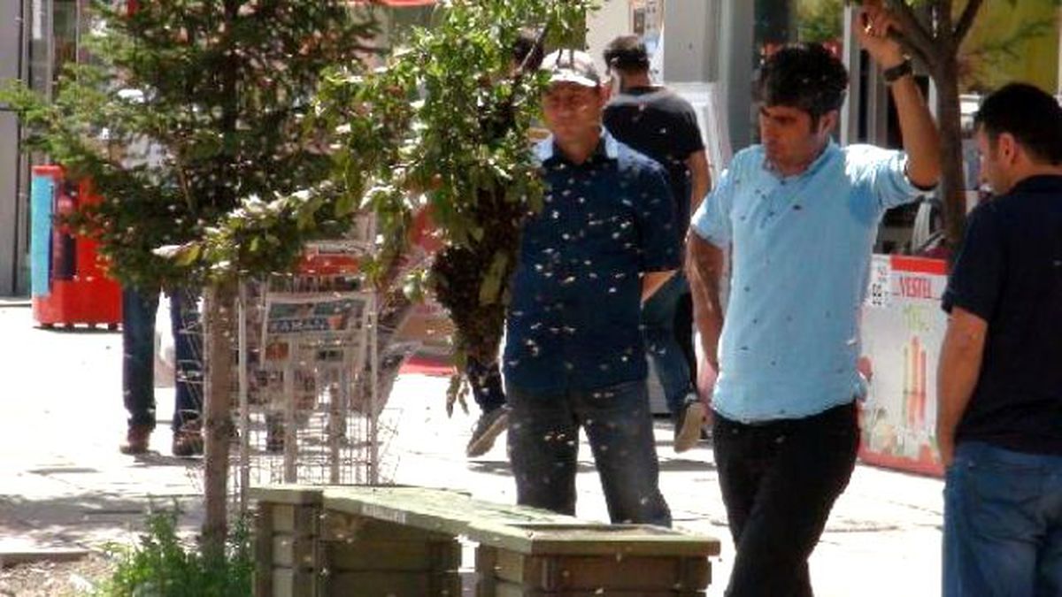 Üzüm Değil Arı Salkımı