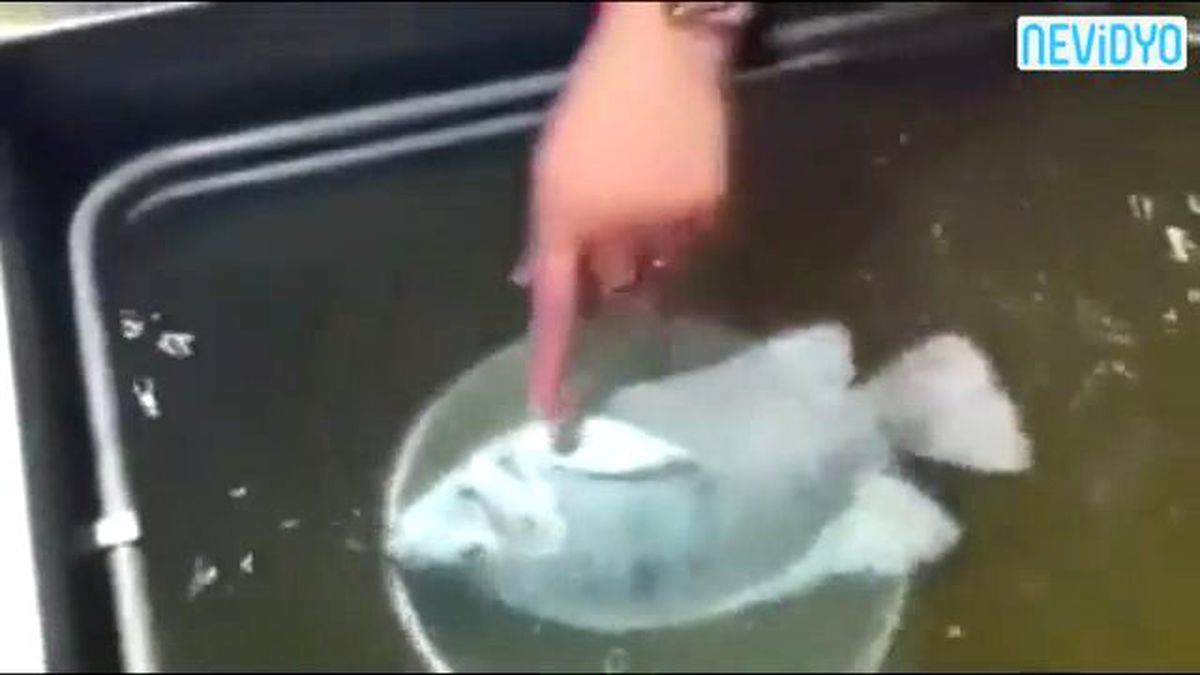 Donan Balık Canlandı!