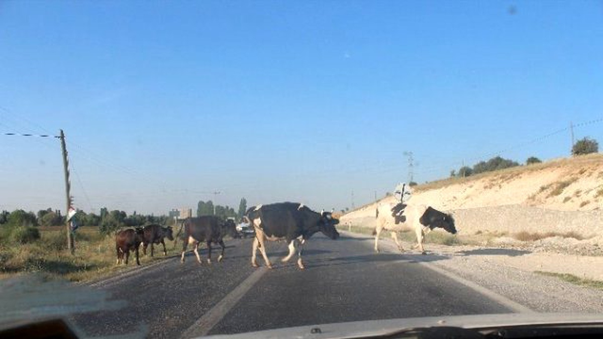 Karayoluna Çıkan İnek Sürüleri Yol Güvenliğini Tehlikeye Düşürüyor
