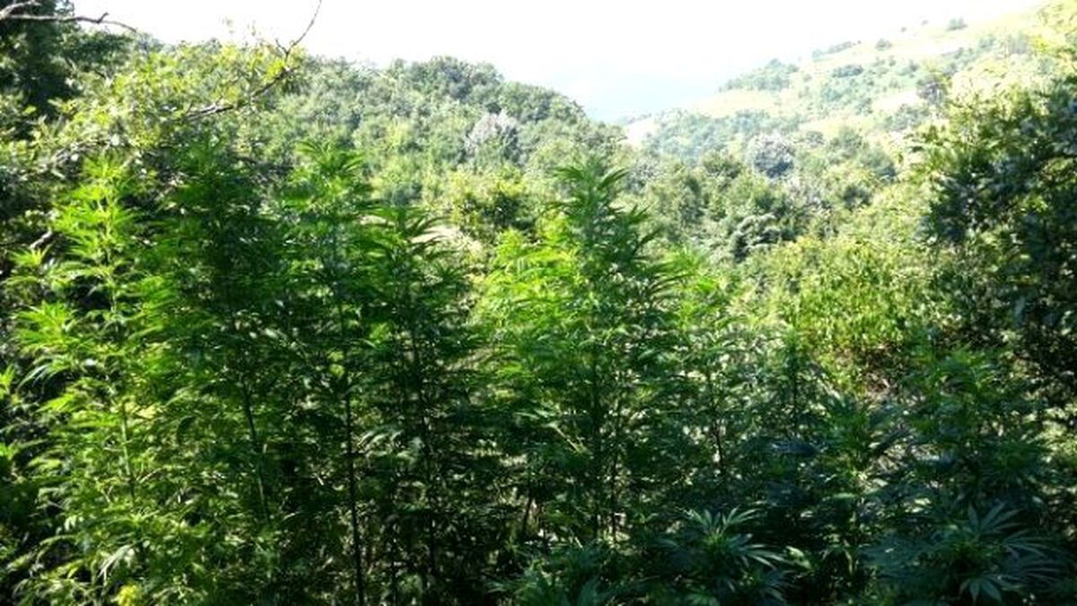 Kenevir Tarlasında Jandarma Baskını