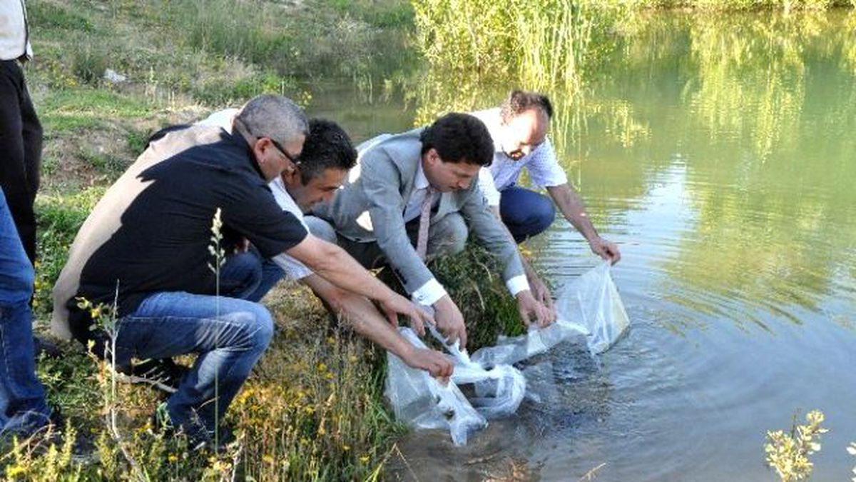 Kütahya\'daki Göletlere 45 Bin 500 Yavru Sazan