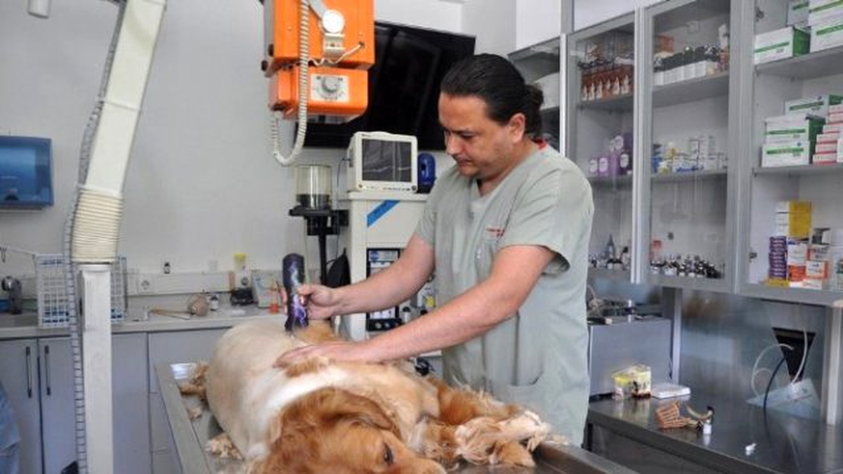 Yaz Aylarında Kedi ve Köpek Bakımını Püf Noktaları