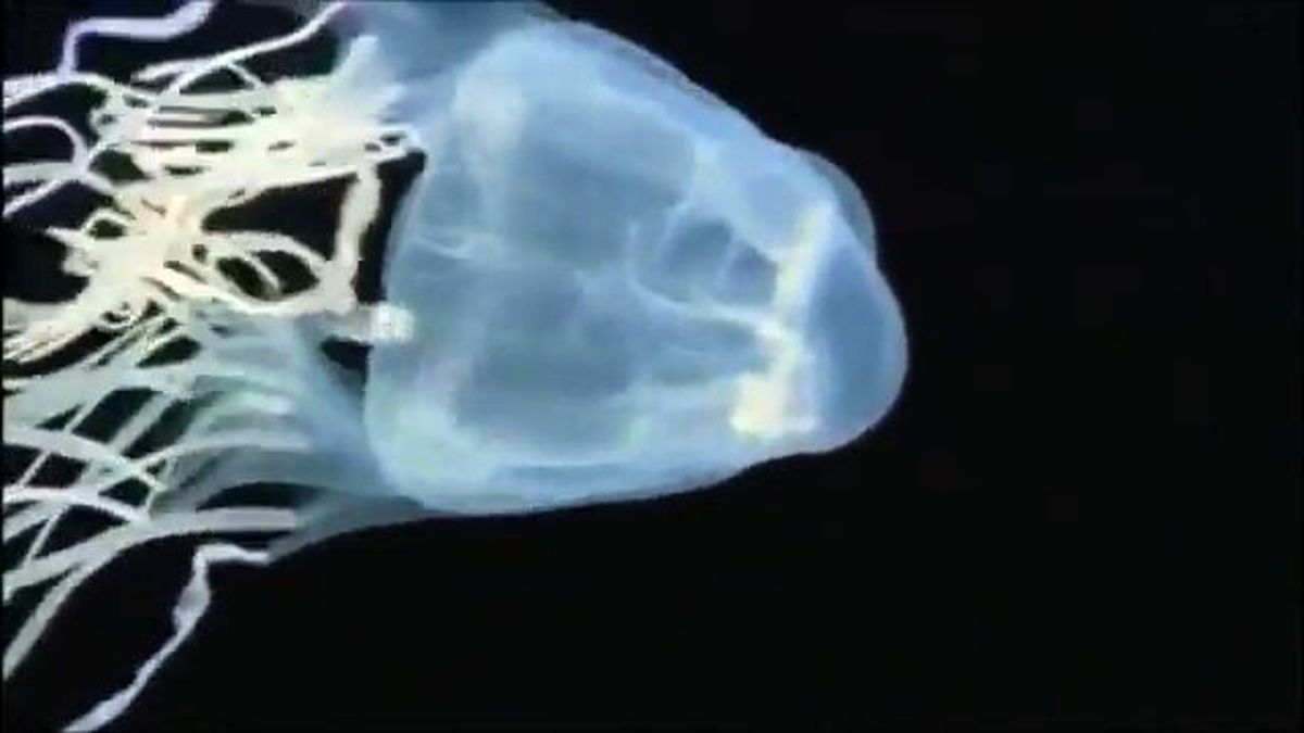 Dünyanın En Zehirli 7 Hayvanı