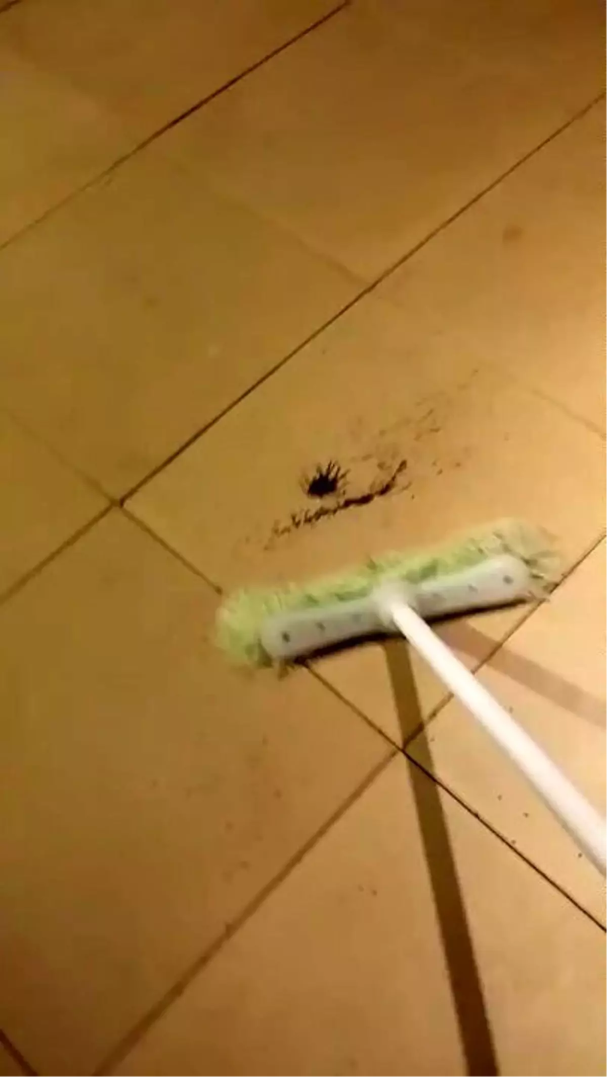 Hamile Örümceği Süpürge ile Vurursanız Ne Olur?