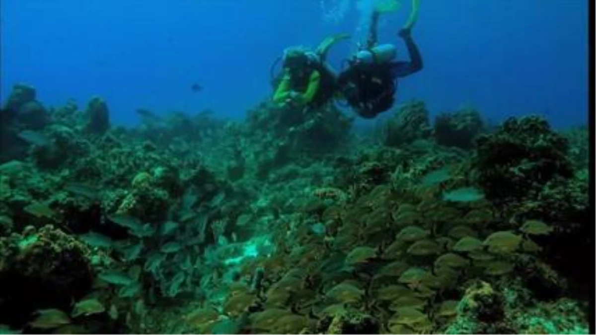 The Best Places For İnexpensive Scuba Diving Vacations