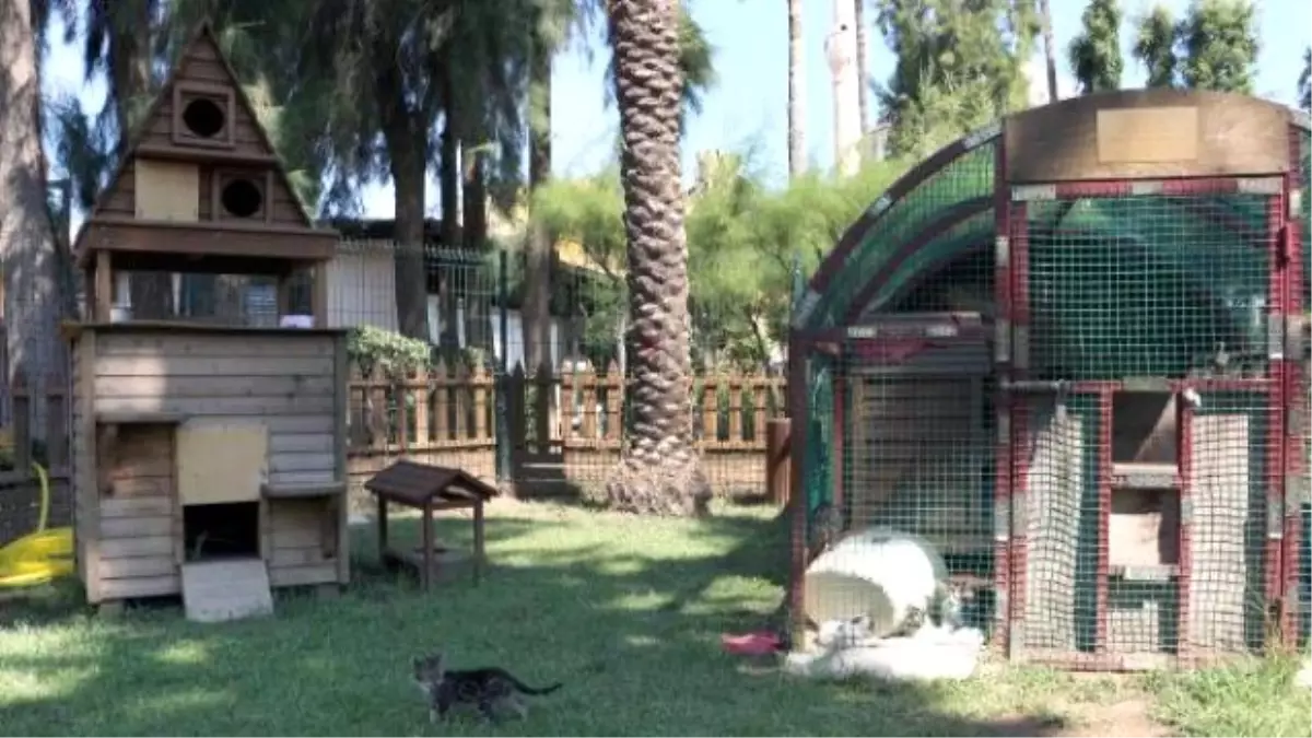 Alanya\'da Kedilere Özel Ev ve Park