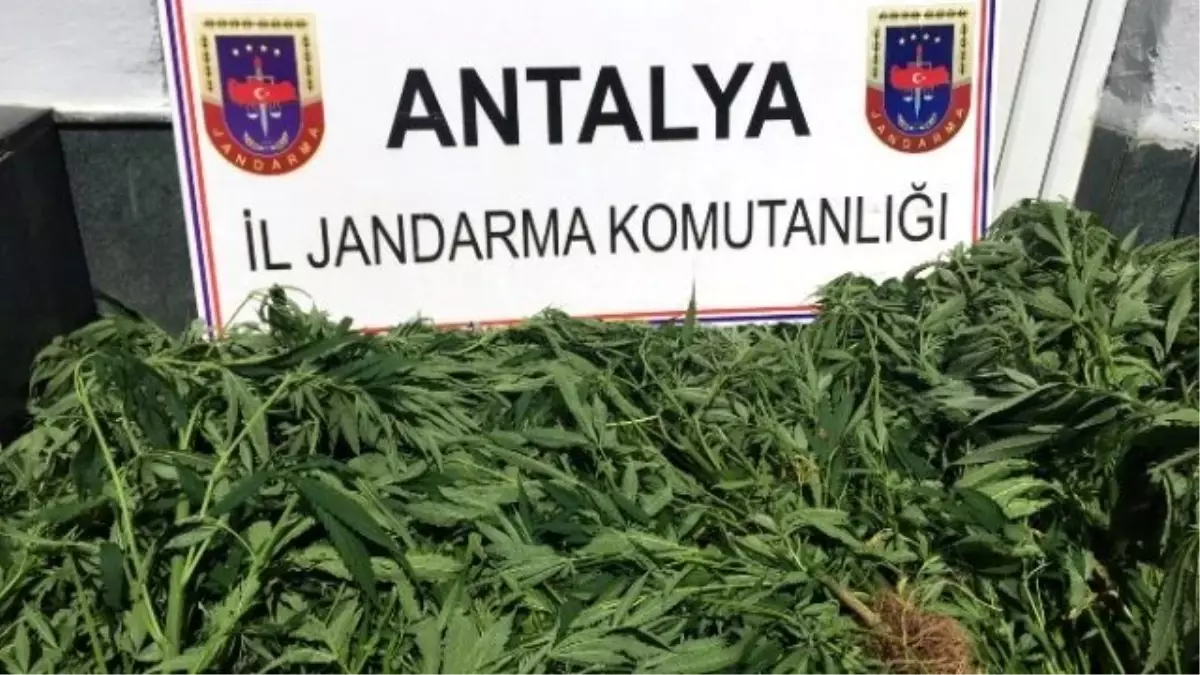 Alanya\'nın Koçdavut Yaylasında Kenevir Baskını