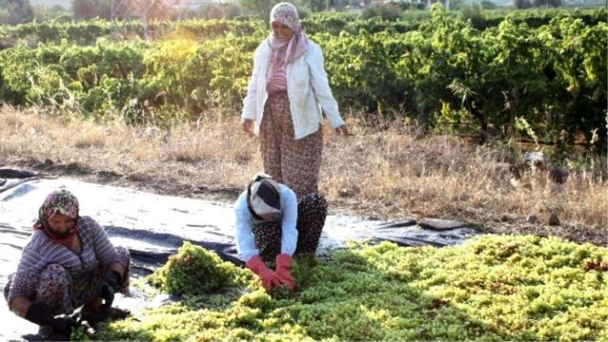 Alaşehir\'de Üzüm İşçi Ücretlerine Yüzde 10 Zam