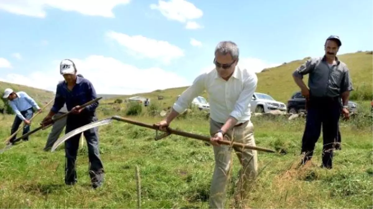 Ardahan Valisi Deniz, Çiftçilerle Tırpan Salladı