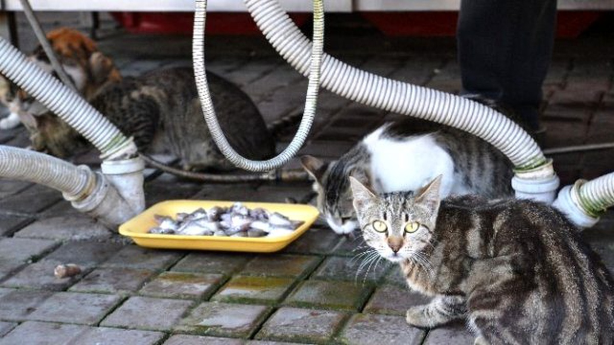 Balıkçının Önünde Bekleyen Kediler, Her Gün Ziyafet Çekiyor