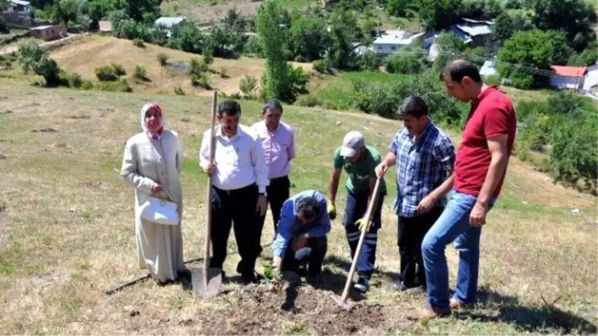 Gümüşhane\'de Ceviz Fidanları Toprakla Buluştu