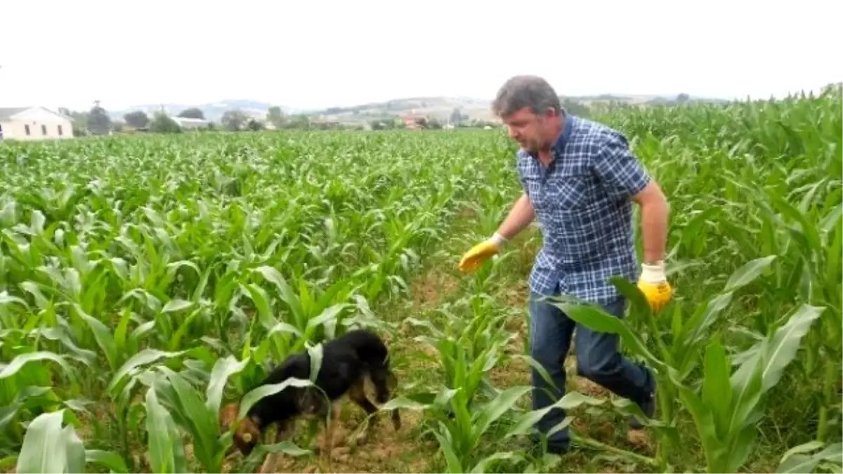 Hasta Köpeğin İmdadına Zabıta Yetişti