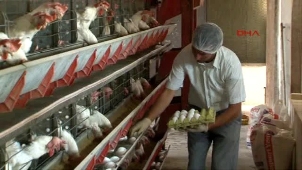 Kayseri Erü Çiftliğinde Yerli Tavukların Yumurtlama Performansı Ölçülüyor