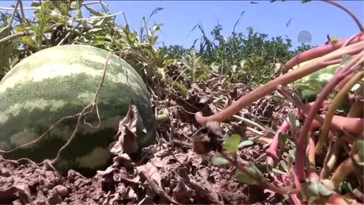 Ürün Tarlada Kaldı, Karpuz Fiyatları Dip Yaptı