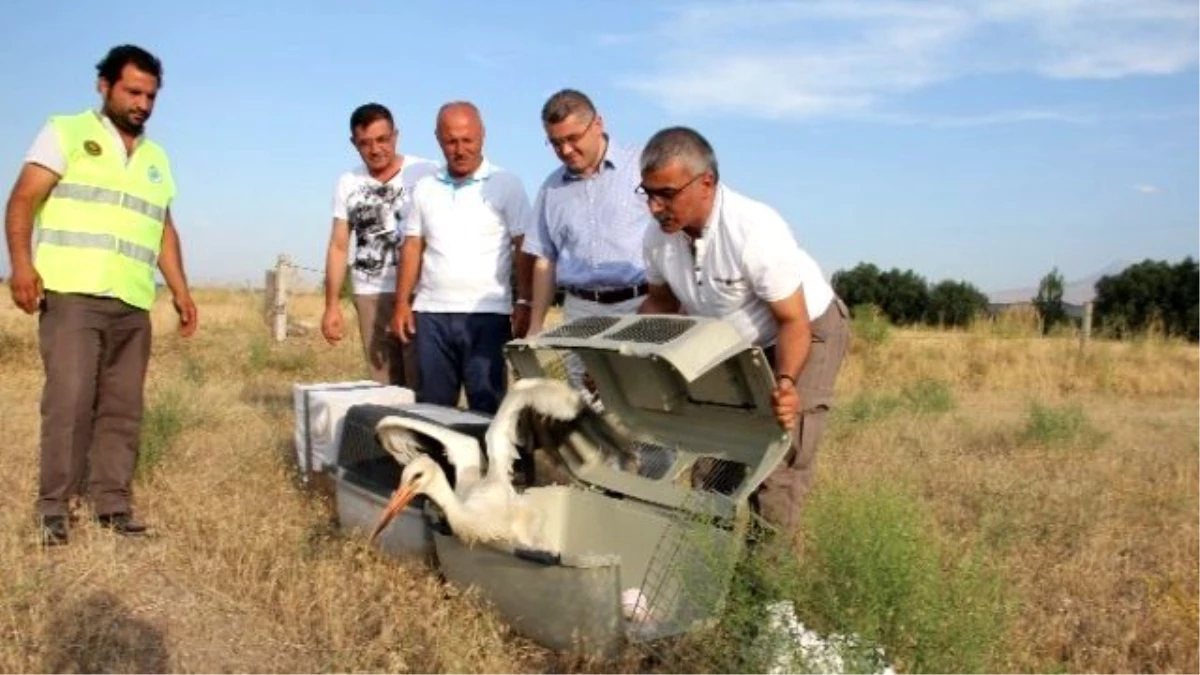 Iğdır\'da Sağlıklarına Kavuşan Yavru Kuşlar Doğaya Bırakıldı