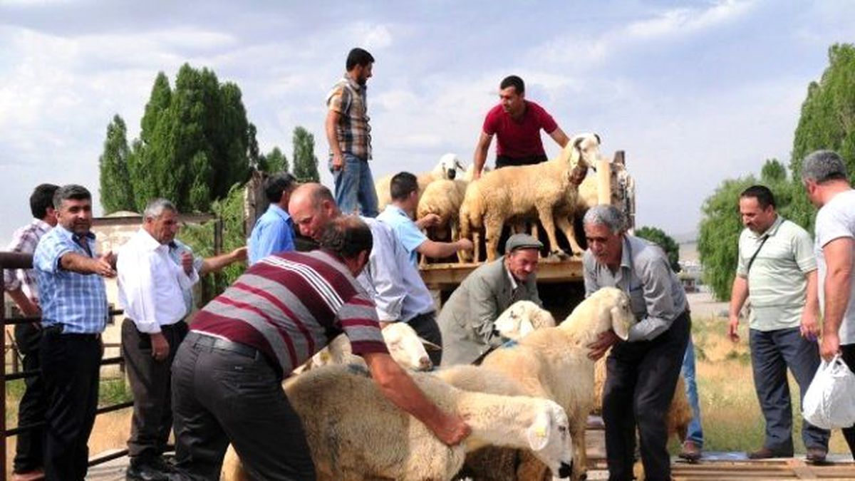 Van\'da Çiftçilere Damızlık Koç Dağıtımı