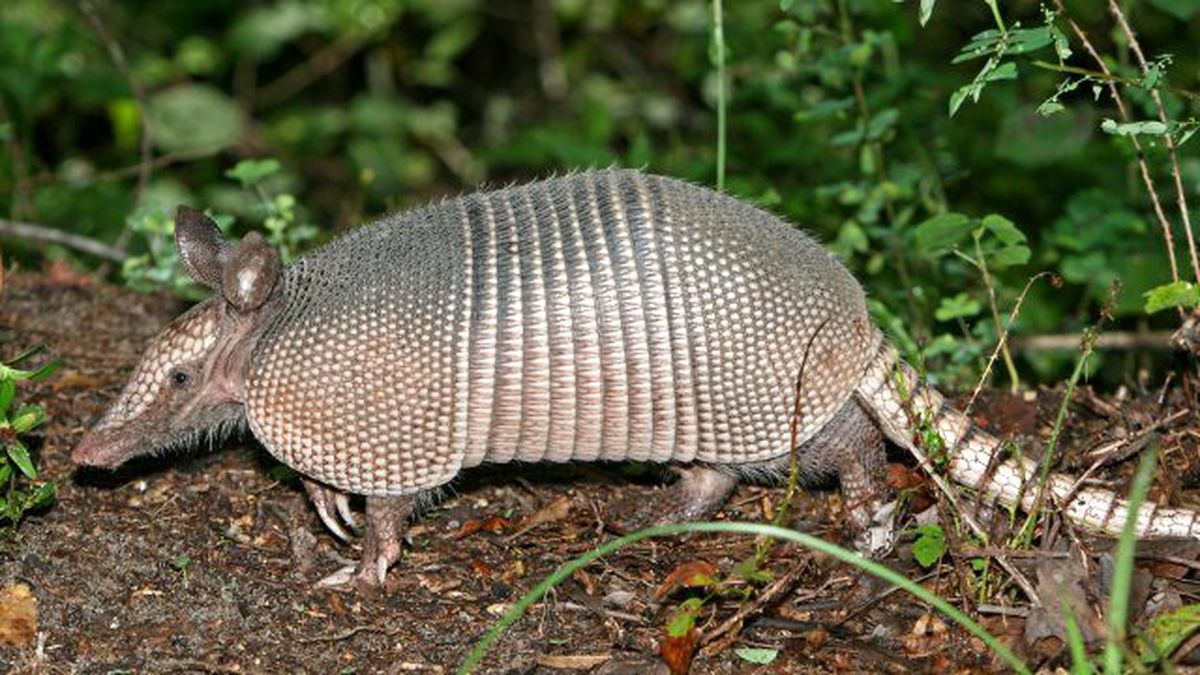 Hızla Yayılan Cüzzam Hastalığının Sebebi 'Armadillo'