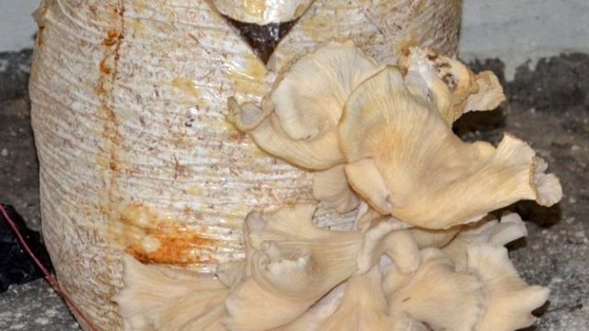 İstiridye Mantarı Üretiminde Olumlu Sonuç Elde Edildi