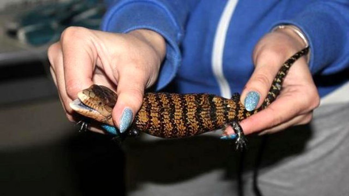 Kadın Sürücünün Arabasının Bagajından 110 Hayvan Çıktı!