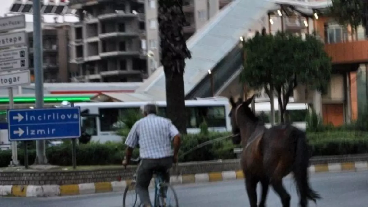 Küheylana Sahibinden Bisikletli Şehir Turu