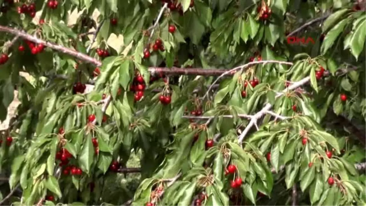 Muş\'ta Kiraz Bolluğu Üreticinin Yüzünü Güldürdü