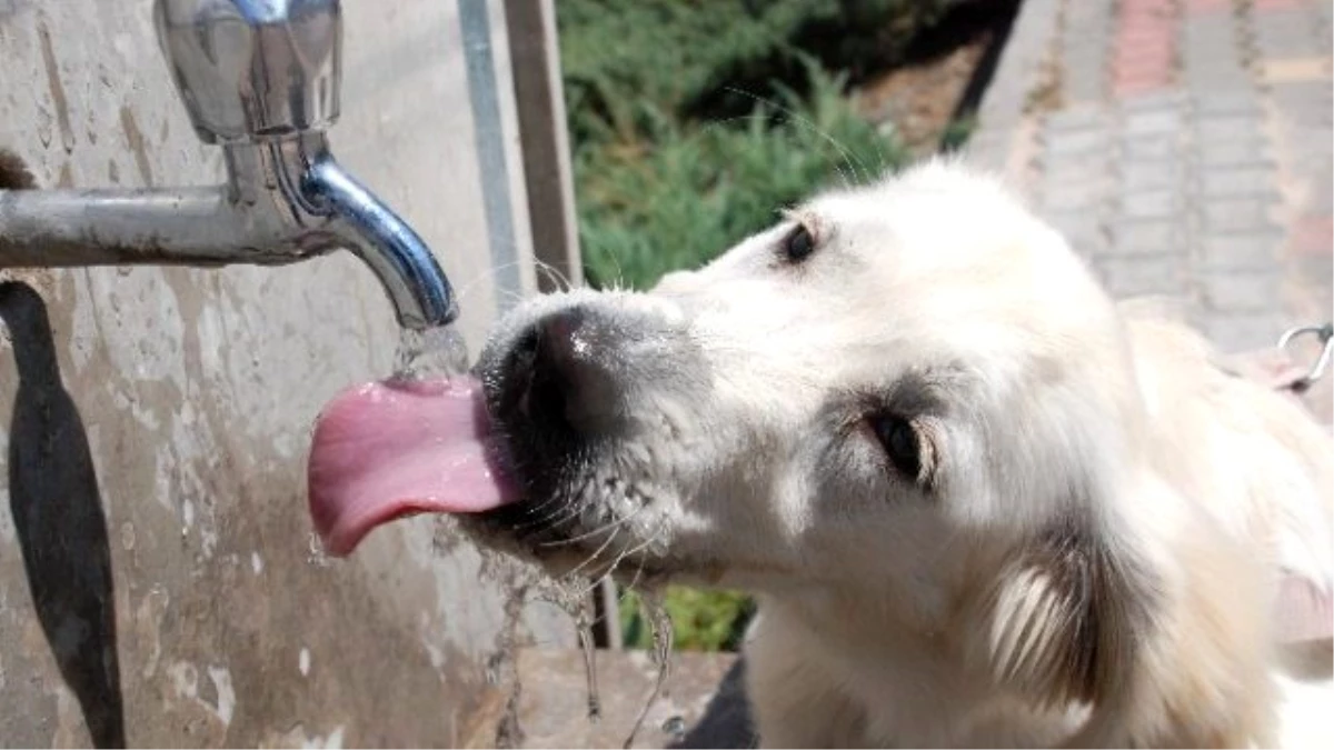 Sevimli Köpek Sıcak Havada Böyle Serinledi