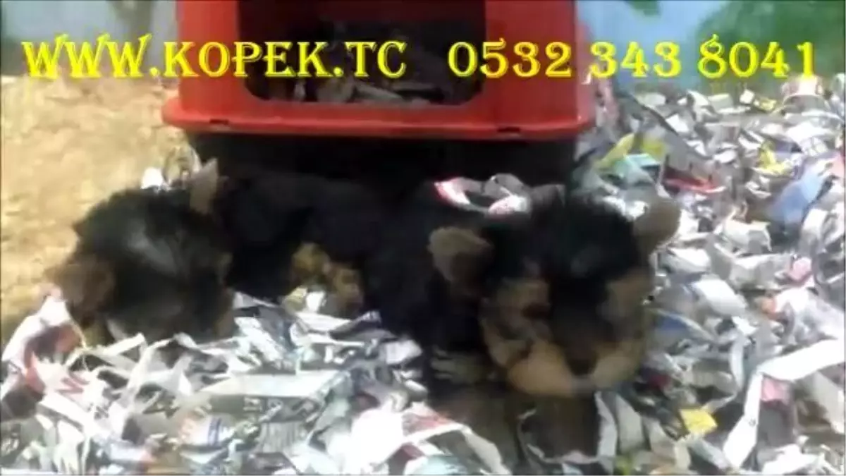 Yorkshire Terrier 0532 343 8041