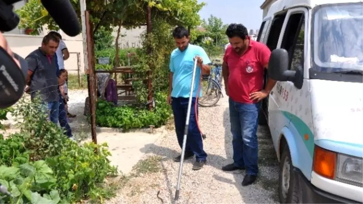 Havalar Isındı, Yılanlar Şehre İndi