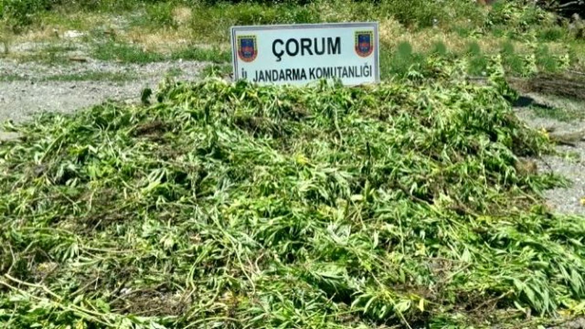 Uyuşturucu Operasyonunda 5 Bin Kök Hint Keneviri Ele Geçirildi