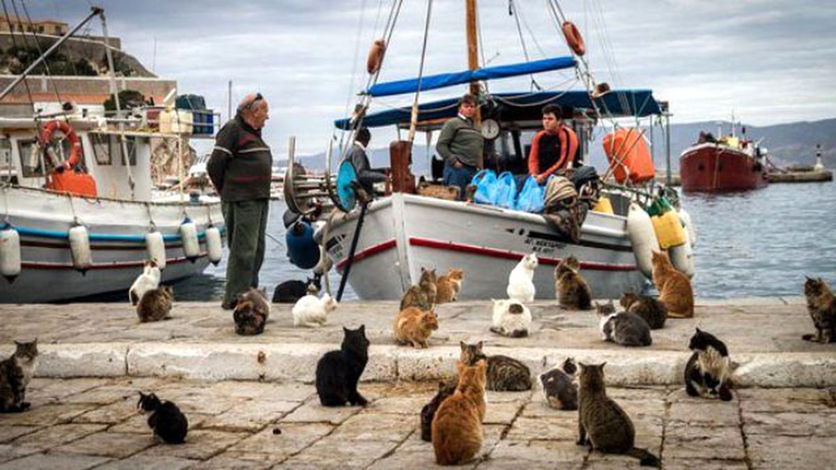 Yunanistan'da Hayvanlar Aç, Sokaklar Cins Kedi Dolu